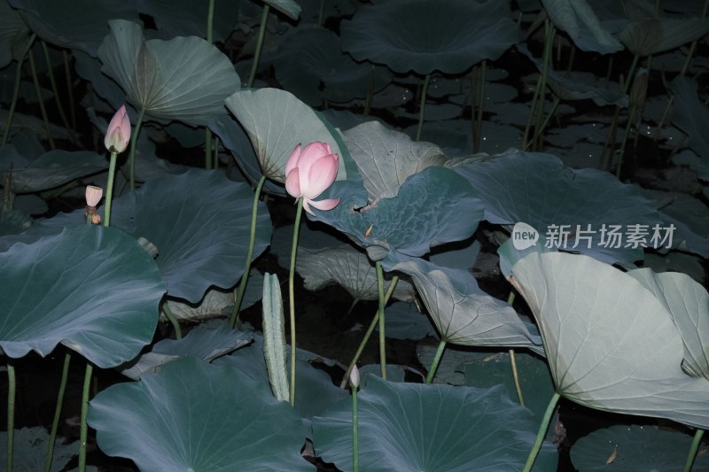 夜色中的荷花荷叶自然景象