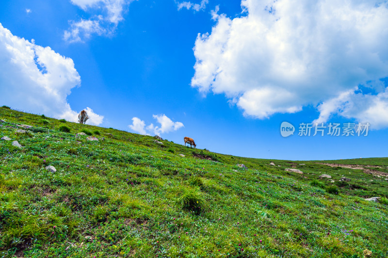 夏季蓝天白云绿色高山草甸牧场牛吃草