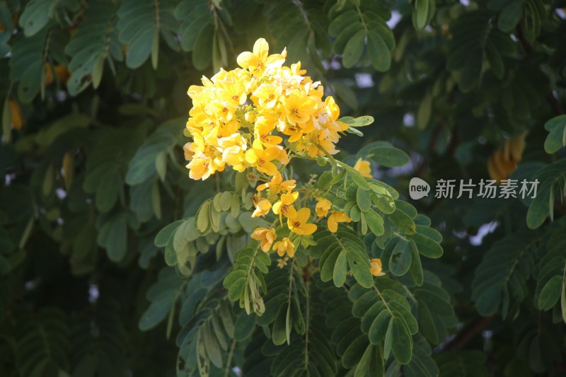 绿叶衬托下的黄色花朵