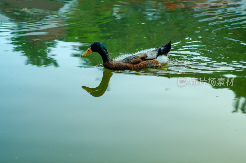 小绿头鸭在水中中游泳