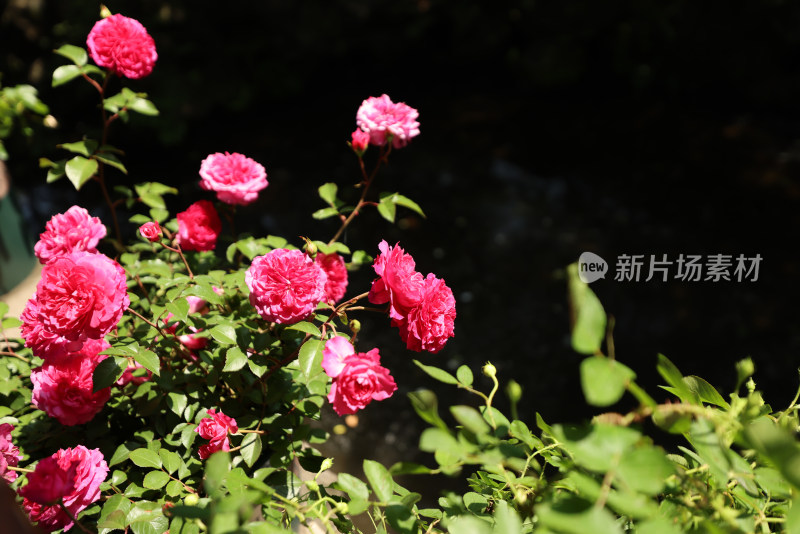 蔷薇科月季花