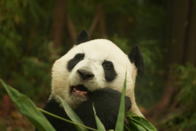 大熊猫萌萌吃竹子的可爱模样