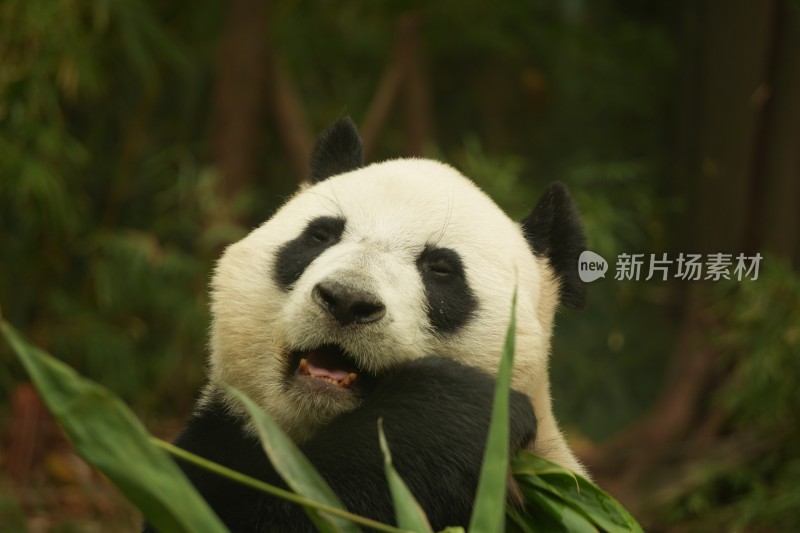 大熊猫萌萌吃竹子的可爱模样