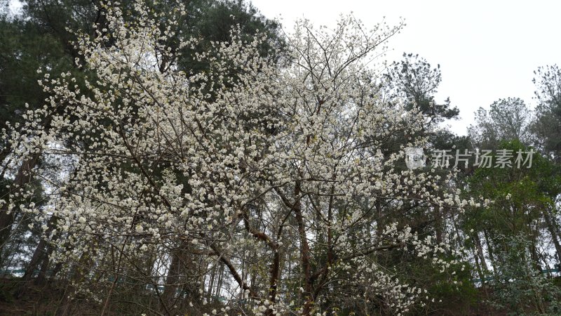 初春的白色花朵