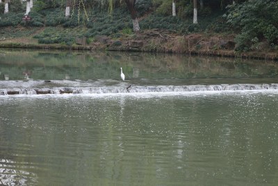 水边站立的白鹭风景