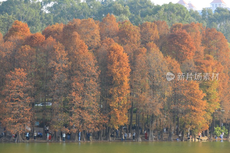 水边赏红叶林人群惬意享受自然美景