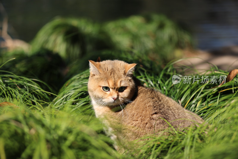 公园里的宠物猫金渐层