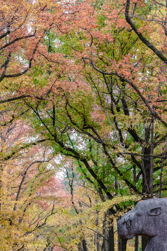 南京钟山风景名胜区明孝陵神道秋景