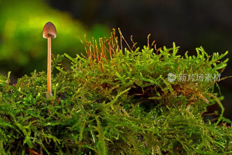 野生菌野生菌蘑菇生长环境菌类山菌