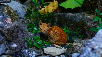 幼猫的捕食瞬间-猎食者的野性