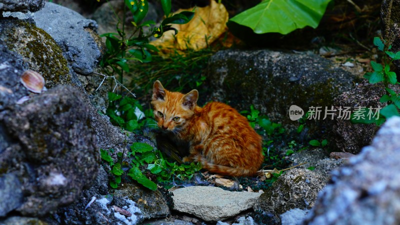 幼猫的捕食瞬间-猎食者的野性