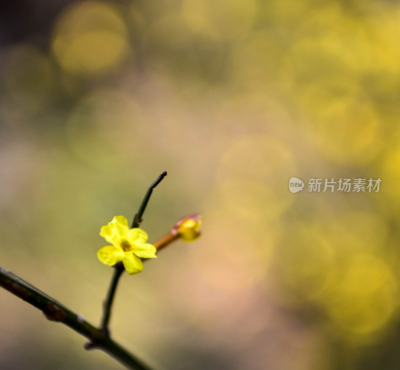 特写黄色迎春花花卉