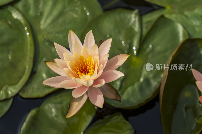 夏日阳光下盛开的一朵朵粉色与黄色的莲花