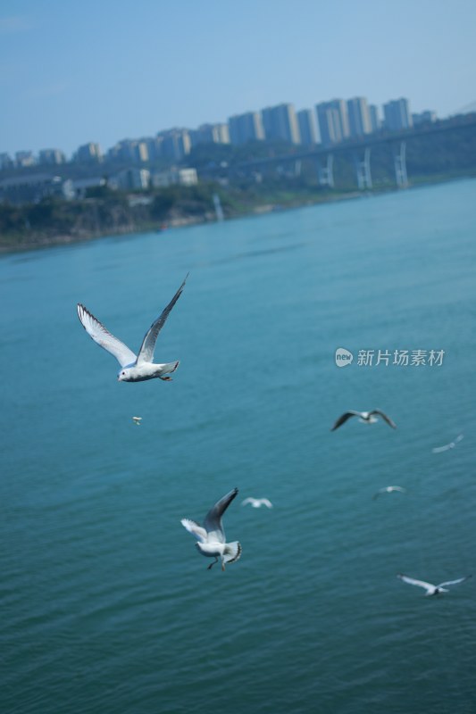 飞翔的海鸥场景