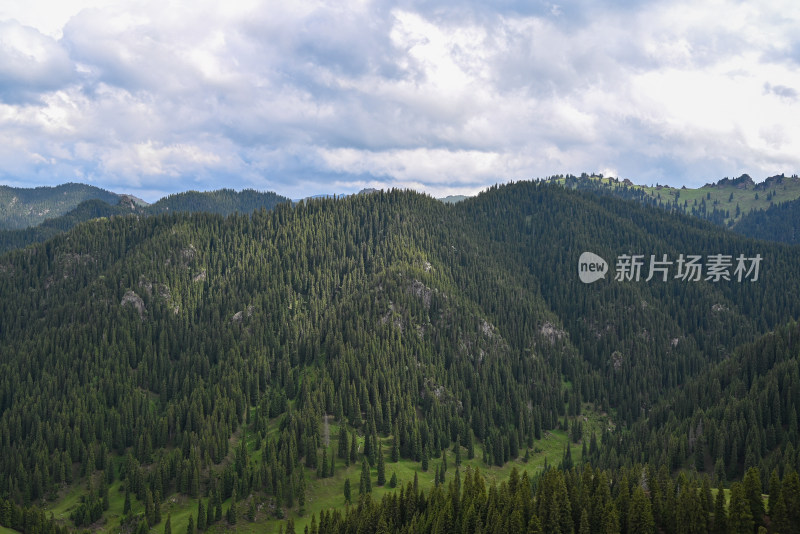 新疆木垒伴山公路 马圈湾的森林景色