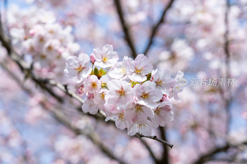 青岛中山公园樱花盛开的粉色樱花