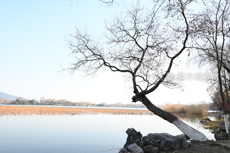 湖边枯树与远山景色