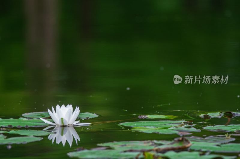 池塘中的荷花莲花