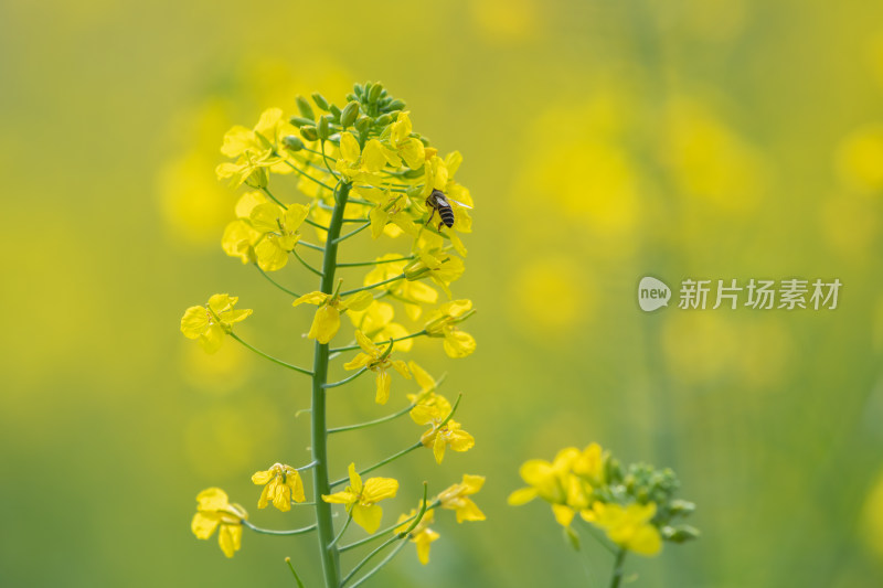 春天油菜花和蜜蜂