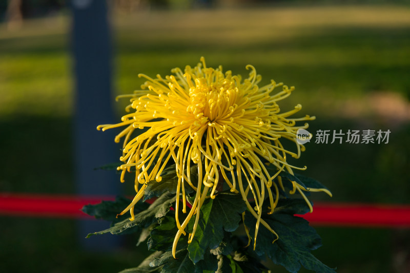 菊花花海