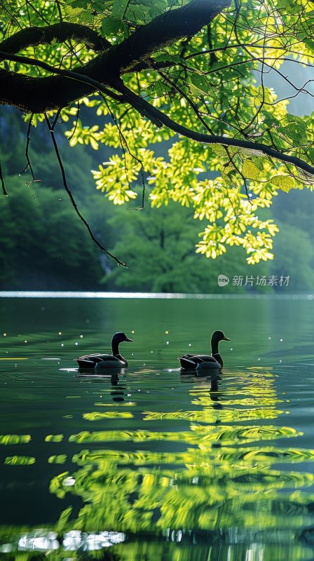 湖边鸭子春江水暖宁静悠闲湖泊背景