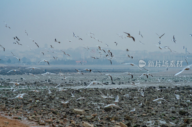 青岛海边，成群的海鸥在飞行