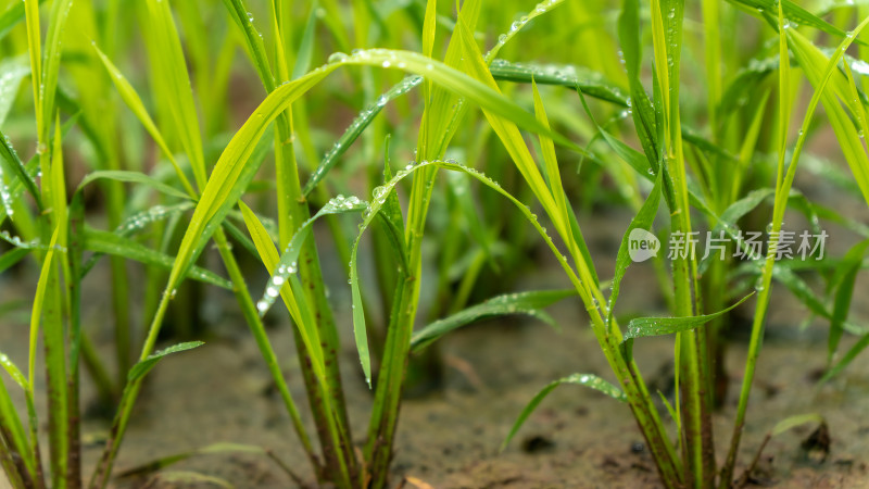 水稻秧苗水稻种植