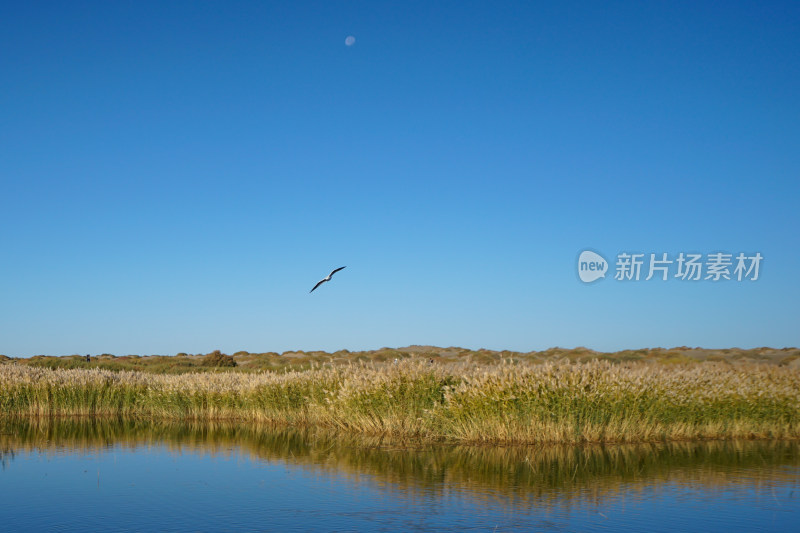 内蒙古额济纳，日出时分，居延海与芦苇荡