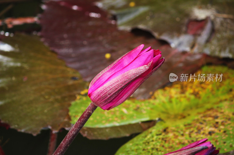 水中盛开的莲花