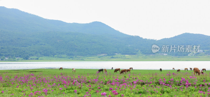 文海丽江风景