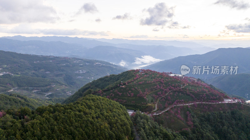 大理无量山樱花谷