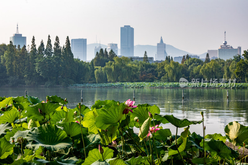 山东济南大明湖风景区夏日荷花景点景观