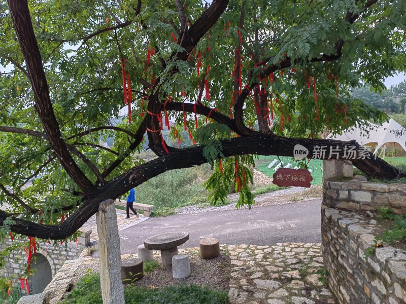 挂祈福带的繁茂大树场景