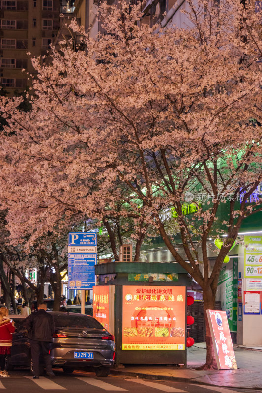 湖南常德府坪街春季樱花街道夜景