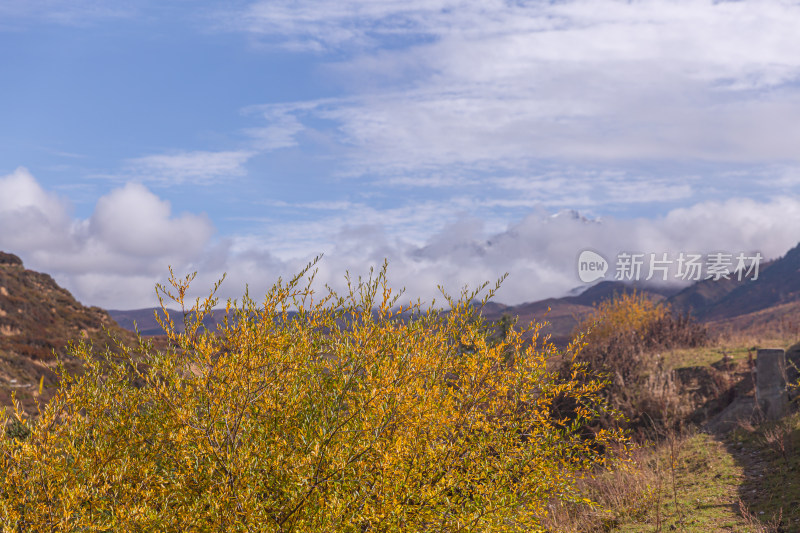 黄花植物对天空的特写镜头