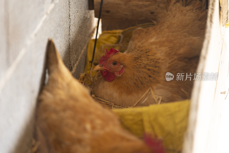 阳光下高山树林山林竹林生态养鸡场