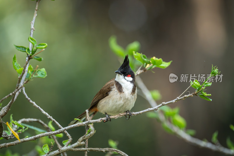 栖息在枝头上的红耳鹎