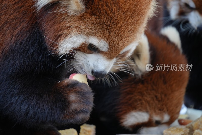 小熊猫进食特写