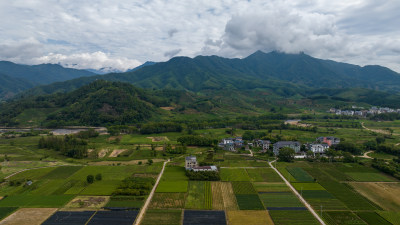 武夷山茶山茶园 优质大红袍产区