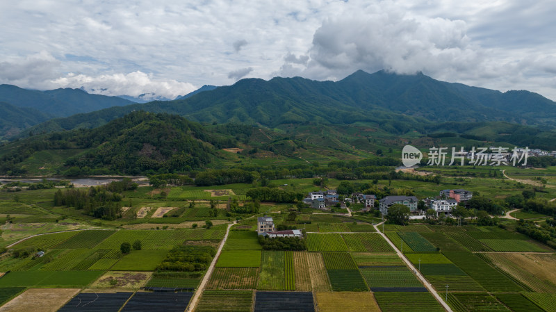 武夷山茶山茶园 优质大红袍产区