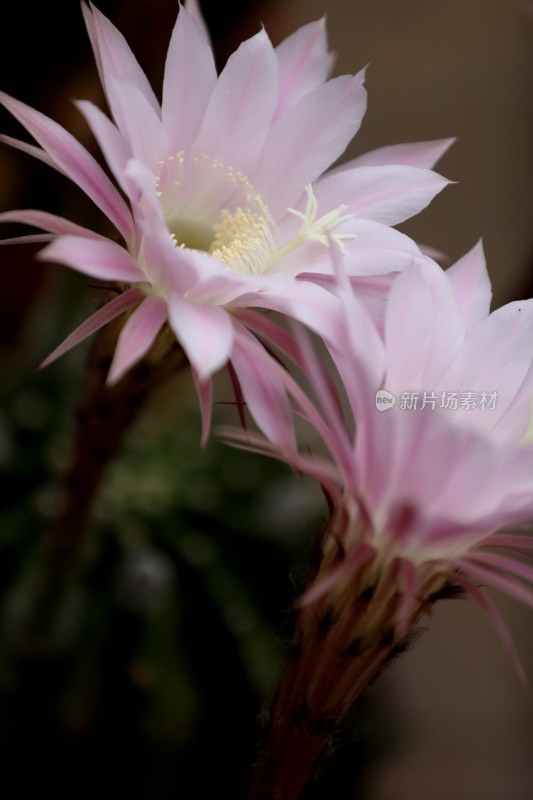 仙人球花朵