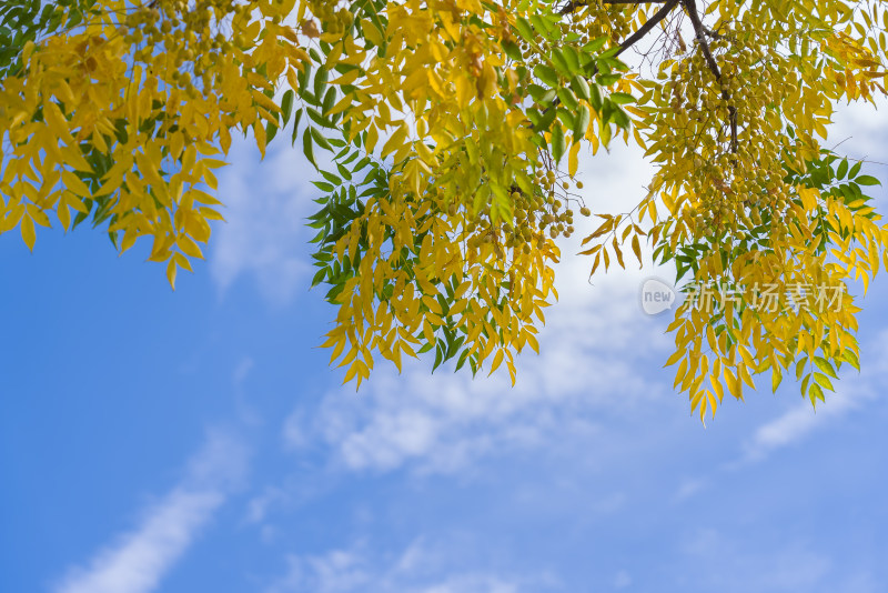 自然风景天空秋天金黄树叶背景留白诗意清新