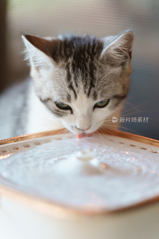 小猫咪的饮水瞬间