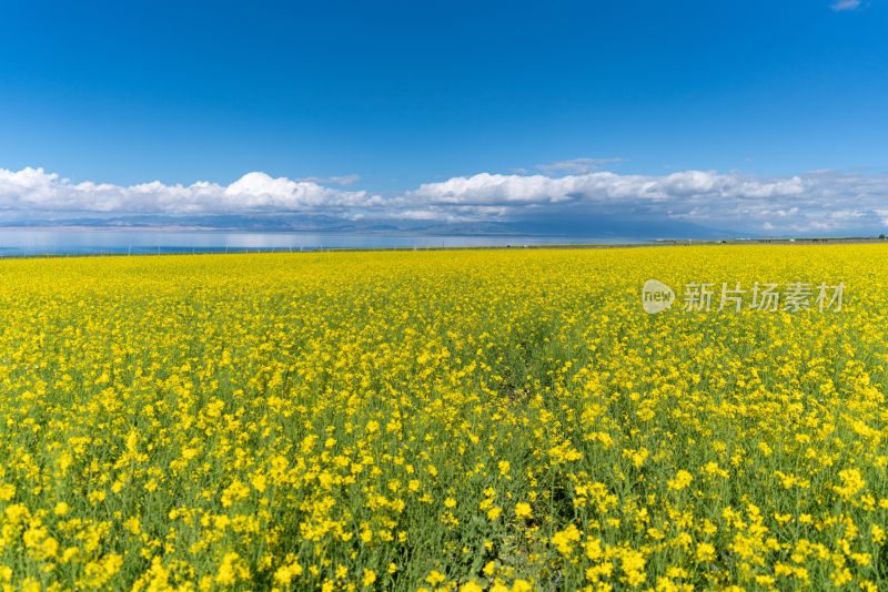 青海湖油菜花