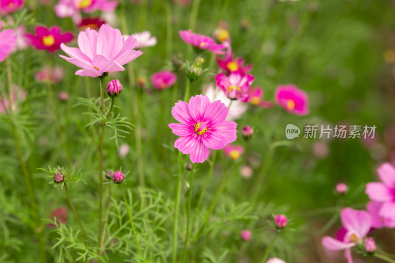 夕阳下的格桑花或波斯菊