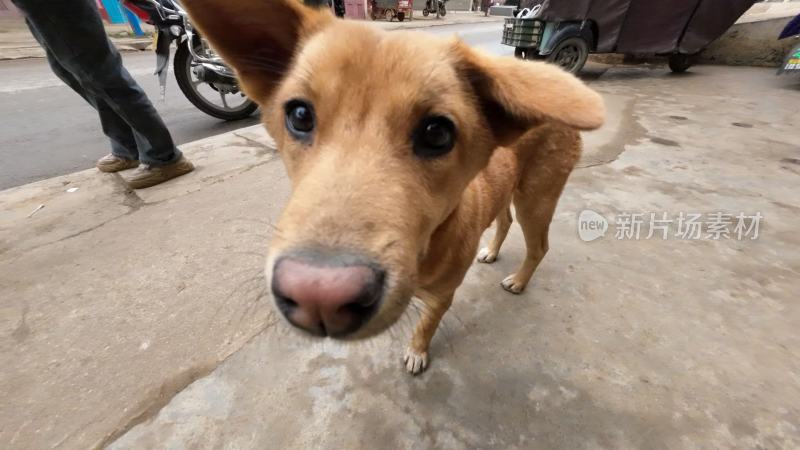 中华田园犬