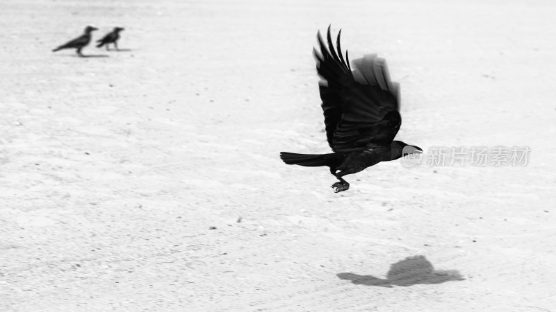 黑白-沙滩上的鸟
