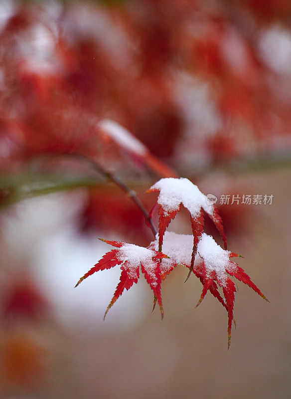 积雪枫叶