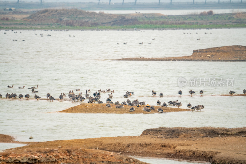 武汉东西湖府河湿地候鸟