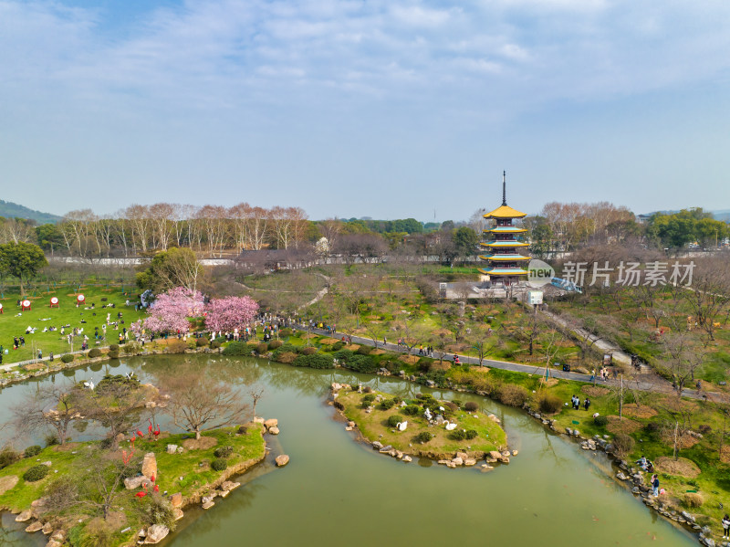 武汉东湖樱园开园日早樱景色